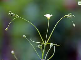 Attēlu rezultāti vaicājumam “Gypsophila fastigiata bud”