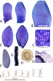 Attēlu rezultāti vaicājumam “Sphagnum magellanicum”