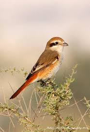 Image result for Lanius isabellinus