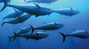Image result for giant tuna
