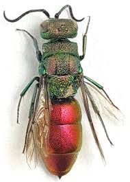 Attēlu rezultāti vaicājumam “Chrysididae”