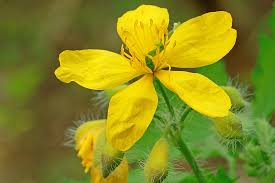 Attēlu rezultāti vaicājumam “Chelidonium majus flower”