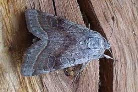 Attēlu rezultāti vaicājumam “Orthosia opima”