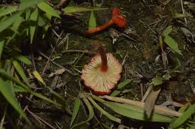 Attēlu rezultāti vaicājumam “Hygrocybe cantharellus”