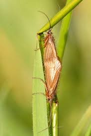 Attēlu rezultāti vaicājumam “Chaetopteryx villosa”