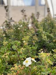 Attēlu rezultāti vaicājumam “Pentaphylloides fruticosa flower”