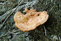 Attēlu rezultāti vaicājumam “Hapalopilus nidulans”