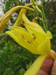 Attēlu rezultāti vaicājumam “Hemerocallis lilioasphodelus”