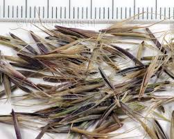 Attēlu rezultāti vaicājumam “Anisantha tectorum”