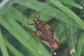 Attēlu rezultāti vaicājumam “Physatocheila smreczynskii”