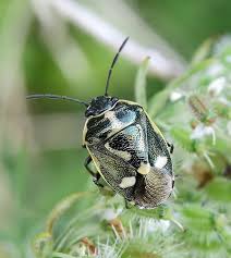 Attēlu rezultāti vaicājumam “Eurydema oleracea”