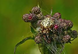 Attēlu rezultāti vaicājumam “Aculepeira ceropegia”