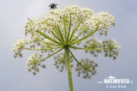 Attēlu rezultāti vaicājumam “Cnidium dubium”