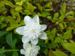 Attēlu rezultāti vaicājumam “Anemone nemorosa flower”