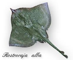 Image result for Rostroraja alba