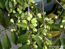 Attēlu rezultāti vaicājumam “Ulmus laevis fruit”