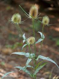 Attēlu rezultāti vaicājumam “Dipsacus fullonum flower”
