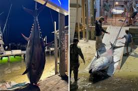 Image result for giant tuna