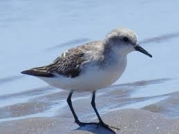 Image result for Calidris ruficollis