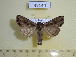 Attēlu rezultāti vaicājumam “Lacanobia suasa”