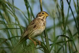 Image result for Emberiza calandra