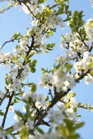 Attēlu rezultāti vaicājumam “Prunus (plum-tree) flower”
