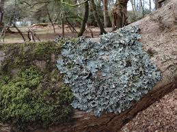 Attēlu rezultāti vaicājumam “Cetrelia sp.”