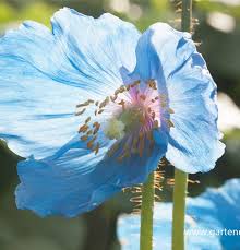 Image result for Scheinmohn blau