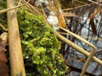 Attēlu rezultāti vaicājumam “Chiloscyphus pallescens”