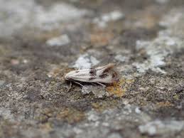 Attēlu rezultāti vaicājumam “Elachista maculicerusella”