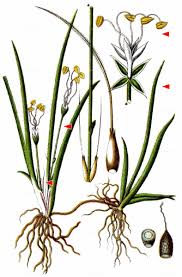 Attēlu rezultāti vaicājumam “Plantago uniflora”
