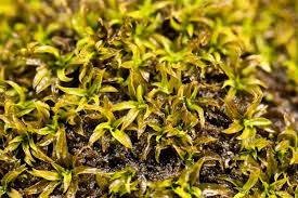 Attēlu rezultāti vaicājumam “Tortella inclinata”