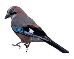 Attēlu rezultāti vaicājumam “Garrulus glandarius”