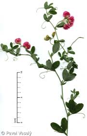 Attēlu rezultāti vaicājumam “Lathyrus tuberosus”