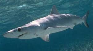 Image result for Chichester Sharks