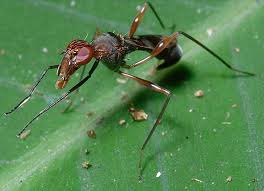 Attēlu rezultāti vaicājumam “Micropezidae”