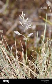 Attēlu rezultāti vaicājumam “Corynephorus canescens”