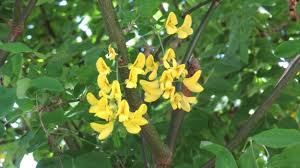 Attēlu rezultāti vaicājumam “Laburnum”