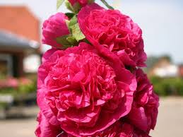 Image result for Stockrose