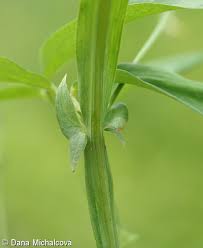 Attēlu rezultāti vaicājumam “Lathyrus palustris leaf”