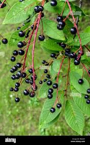 Attēlu rezultāti vaicājumam “Padus avium fruit”