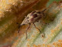 Attēlu rezultāti vaicājumam “Apion sp.”