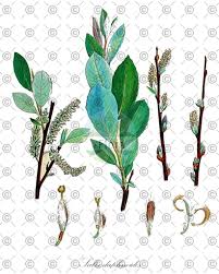 Attēlu rezultāti vaicājumam “Salix daphnoides leaf”