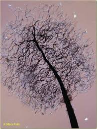 Attēlu rezultāti vaicājumam “Collaria rubens”