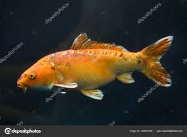 Image result for Cyprinus rubrofuscus