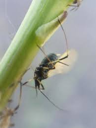 Attēlu rezultāti vaicājumam “Uroleucon hypochoeridis”