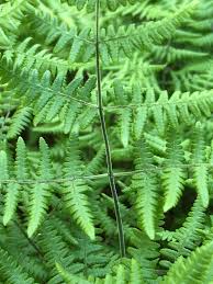 Attēlu rezultāti vaicājumam “Gymnocarpium robertianum”