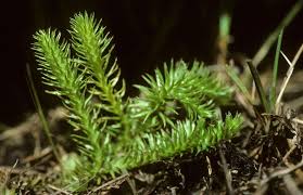 Attēlu rezultāti vaicājumam “Lycopodiella inundata”