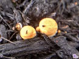 Attēlu rezultāti vaicājumam “Crucibulum laeve”