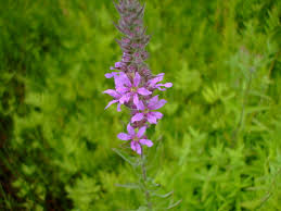 Attēlu rezultāti vaicājumam “Lythrum salicaria”
